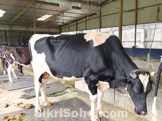 Cow